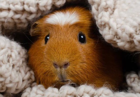 Lil' Critter: Critter Cones & Twig Chews